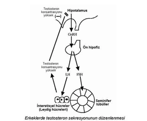 Total Testosteron Seviyesi ve Değerleri Total Testosteron Seviyesi ve Değerleri