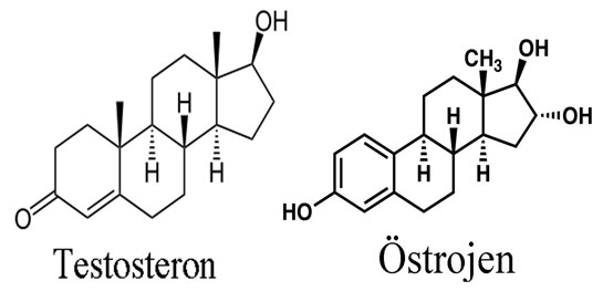 Testosteron Nedir